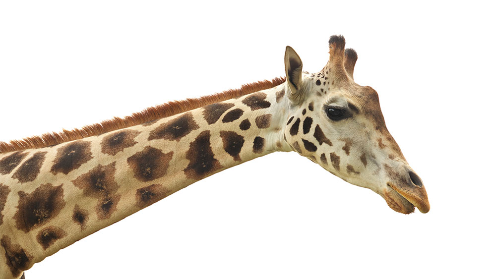 Giraffe Neck Evolution? The Institute for Creation Research